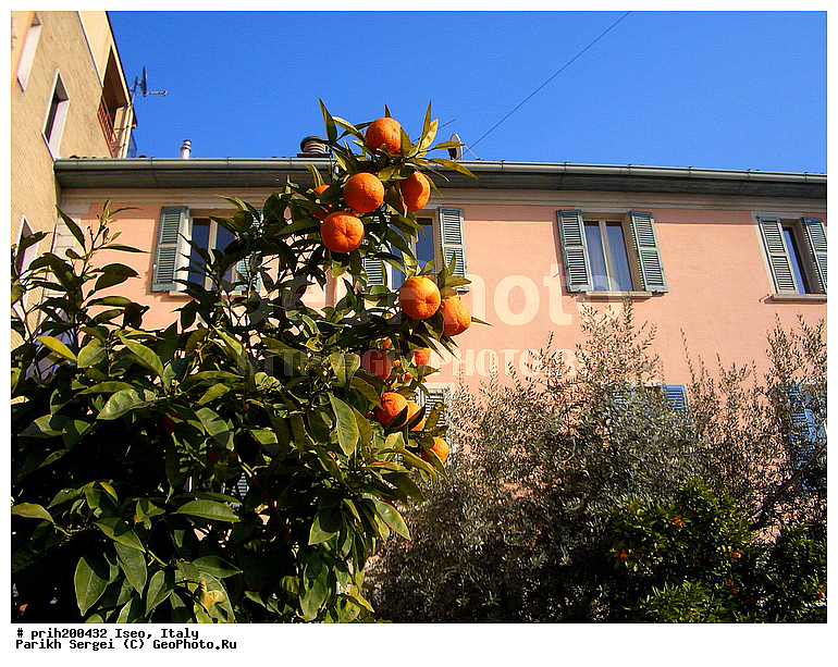 ����, ������, , ������ ��������, �����, ���������� ��������, ������� ��������, ������� ��������, �������������������� ��������, ���������� ��������, ������������, ������������, �����, ������, ����, �����, ������, ����������� ��������, �����������, �����������, XYZ, �������, Rutaceae, ��������, ������ ��������, Citrus reticulata