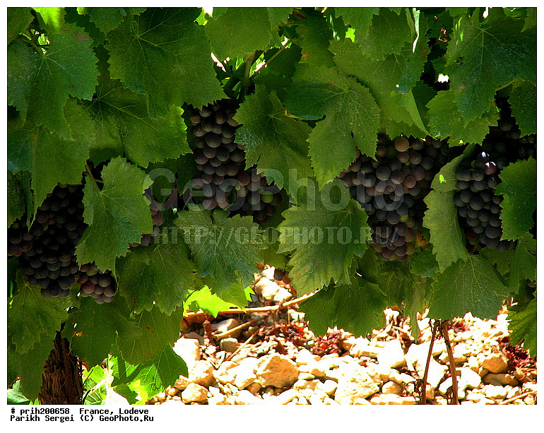 ���� �������, ���� ������, ���� �� ������, ������, �������, ��������, �����������, ������, ������, ����, �������, �������� ���������, ������, ������������� �����