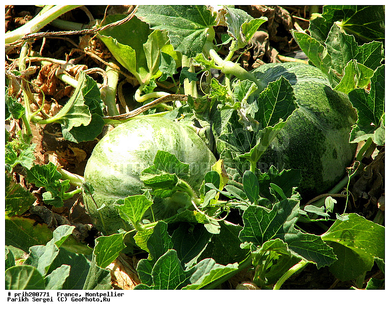 ������, ��������, ��������, �������, �����, �����, ��������, ����, ������, �������, �������� ���������, ������, ������������� �����