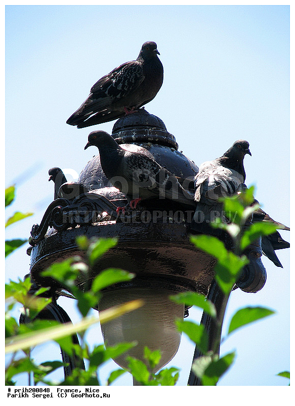 ������, �����, �������, �����, ������, ������, �����, ������, ����, ��������, �������, �����, ��������������, ������, ������������� �����, �����, ������, ��������, ��������, �����, �����, XYZ, ��������, �����������, ���������, Columbidae, ����� ������, Columba livia