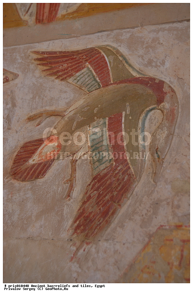  �������� �����������, ������������ �����, �����������,  ������, �������