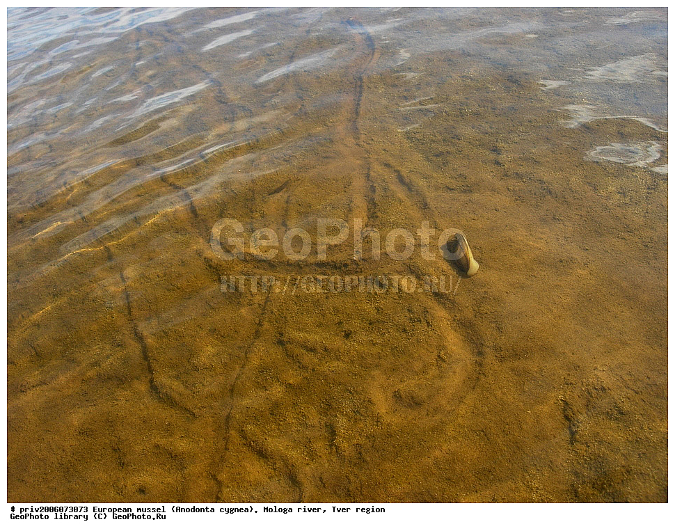 ����������� ��������, Anodonta cygnea, ���� ������, �������� �������