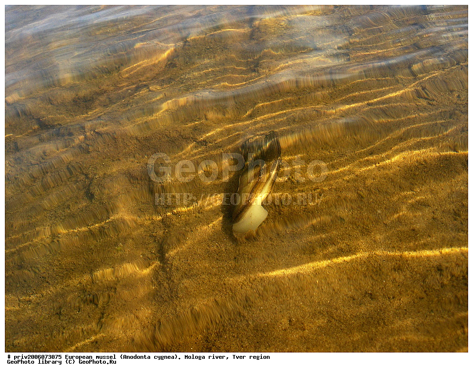 ����������� ��������, Anodonta cygnea, ���� ������, �������� �������