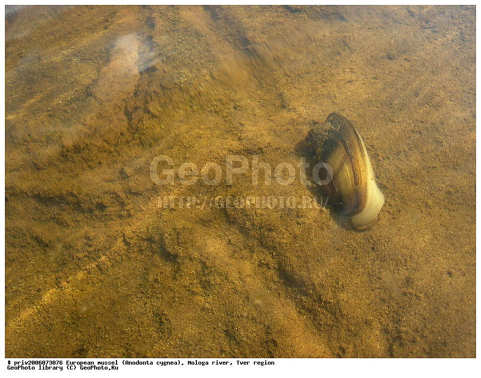 ����������� ��������, Anodonta cygnea, ���� ������, �������� �������