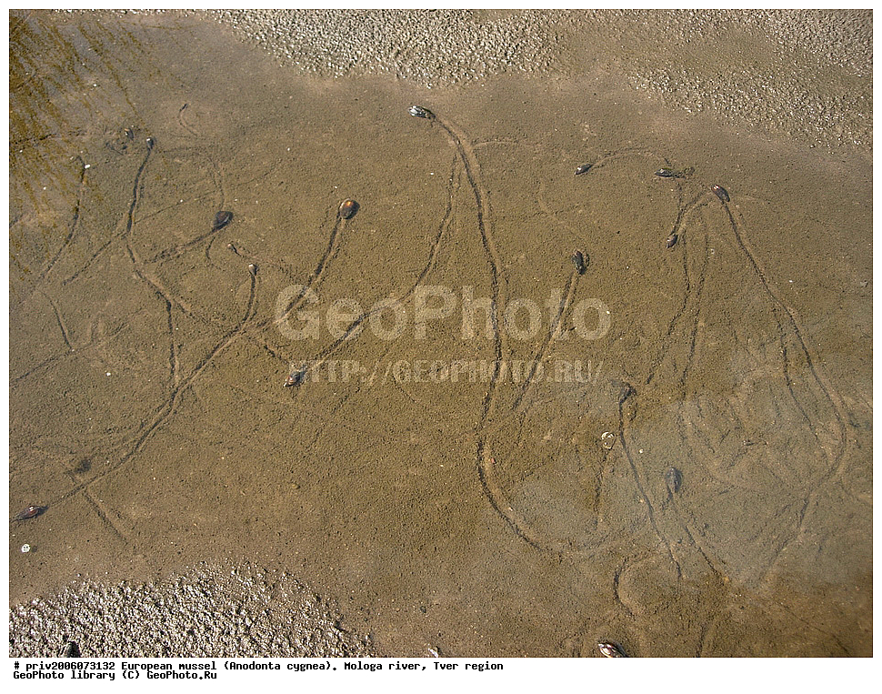 ����������� ��������, Anodonta cygnea, ���� ������, �������� �������