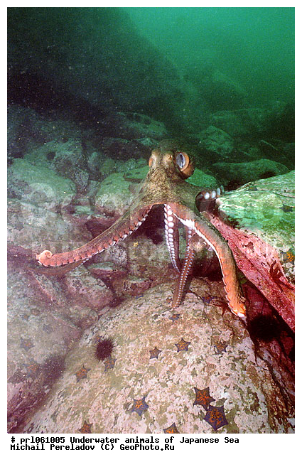 �������� ����, ��������������, ��������, ���������, ��������, ��������