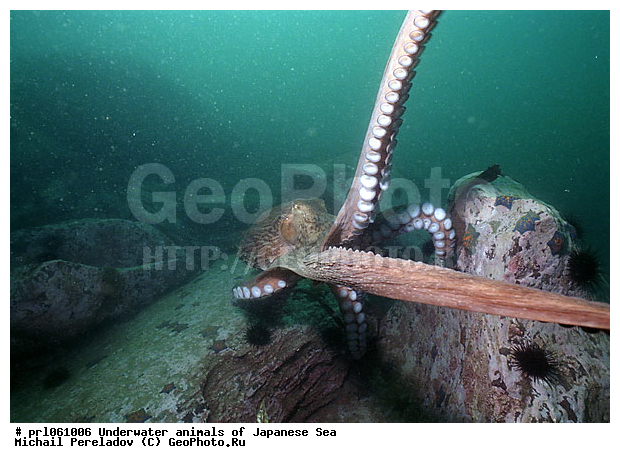 �������� ����, ��������������, ��������, ���������, ��������, ��������