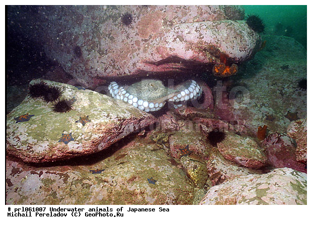 �������� ����, ��������������, ��������, ���������, ��������, ��������