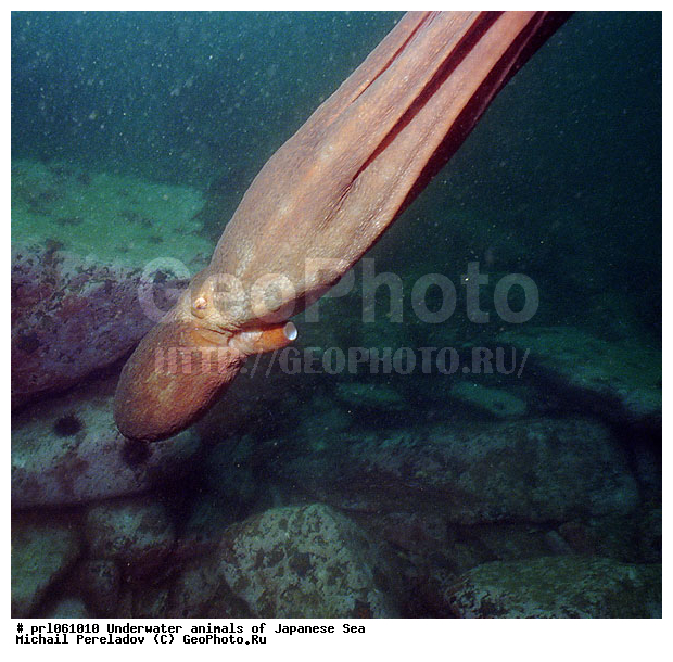 �������� ����, ��������������, ���������