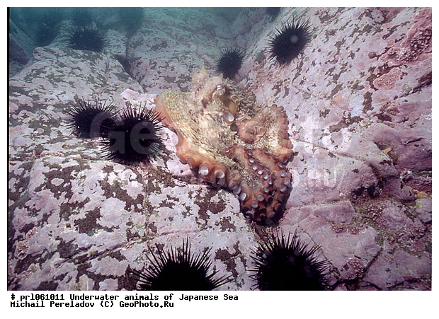 �������� ����, ��������������, ��������, ���������, ��������, ��������