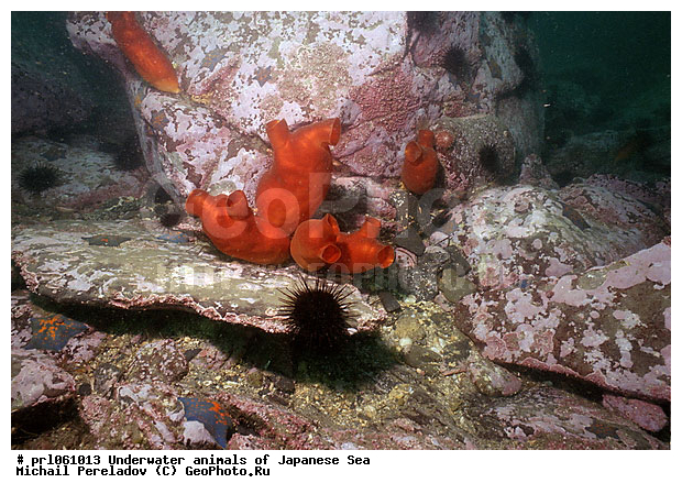 �������� ����, ��������������, ���������