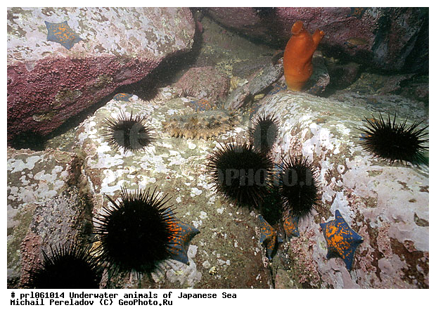 �������� ����, ��������������, ���������