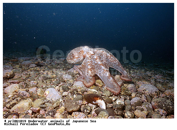 �������� ����, ��������������, ��������, ���������, ��������, ��������