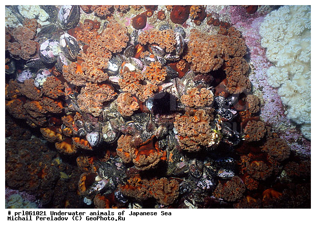 �������� ����, ��������������, ���������