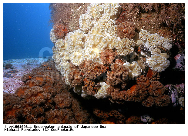 �������� ����, ��������������, ���������