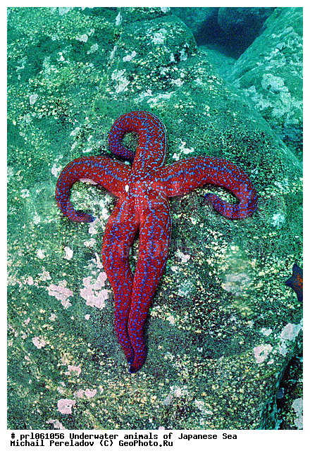 �������� ����, ��������������, ���������