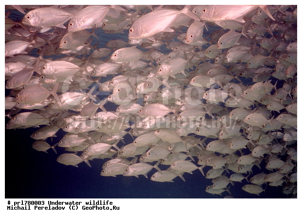 Caranks, �����, ����