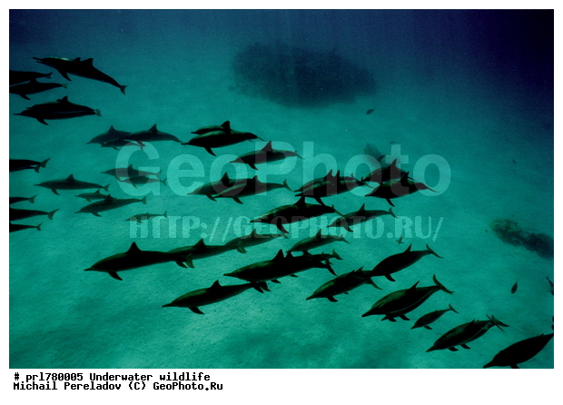 Dolfins, school, �������, ������� ��������