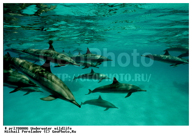 Dolfins, �������, ������� ��������