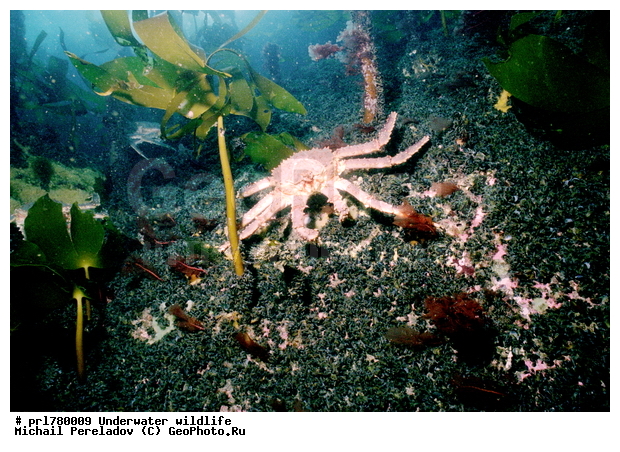 Red king crab, female, kelp, ���������� ����, �����������, ������������