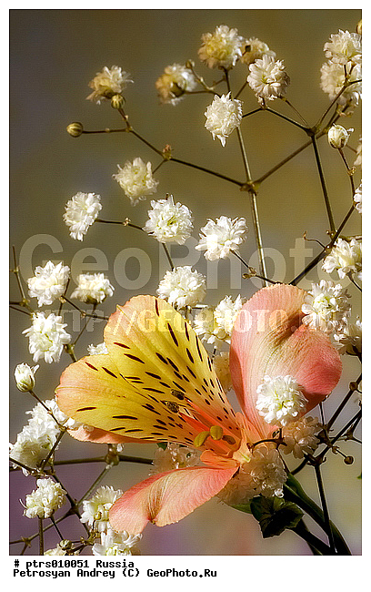 ����� ������, �����, �����, �����, �������, ����������, ����������, �����