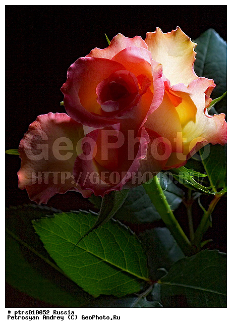 ��������� ������, �����, ��������, ��������, ����, �������, ���������, ������, �����