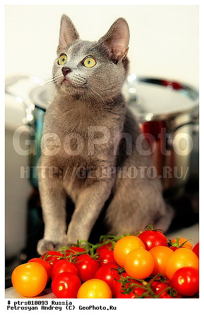 ��������, �������� ��������, ����, ��������, ���, �������, �����, �������������, �����, ��������, ������