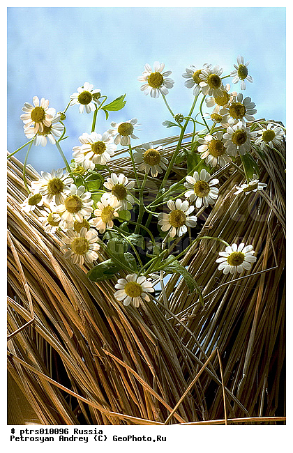 ����� ������, �����, �������, �������, ����������, ����������, �����