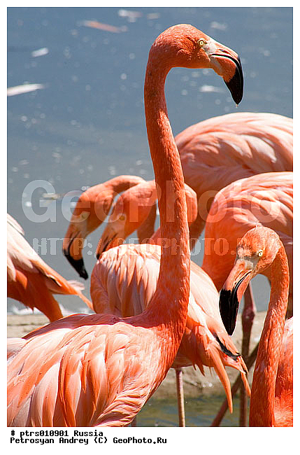 ���������� �������, ��������, ��������, �����, �������, �������, ������, ������, ���������� �������, �������, ������, �������������, ��������, ��������, �����, �����, ��������, �����������, XYZ, �����������, Phoenicopteridae, ������� ��������, Phoenicopterus ruber