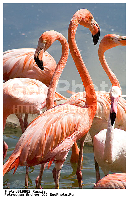 ���������� �������, ��������, ��������, �����, �������, �������, ������, ������, ���������� �������, �������, ������, �������������, ��������, ��������, �����, �����, ��������, �����������, XYZ, �����������, Phoenicopteridae, ������� ��������, Phoenicopterus ruber