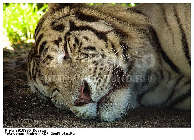 ���������� �������, ��������, ��������, �����, �������, �������, ������, ������, ���������� �������, �������, ������, �������������, ��������, ��������, �������������, �������������, �����, �����, �������, ������, XYZ, �������, Felidae, ����, Panthera tigris