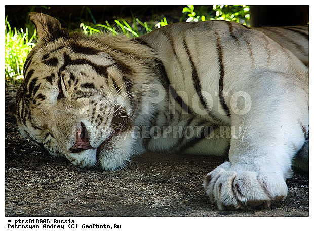 ���������� �������, ��������, ��������, �����, �������, �������, ������, ������, ���������� �������, �������, ������, �������������, ��������, ��������, �������������, �������������, �����, �����, �������, ������, XYZ, �������, Felidae, ����, Panthera tigris