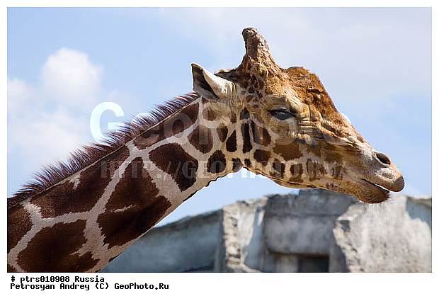 ���������� �������, ��������, ��������, �����, �������, �������, ������, ������, ���������� �������, �������, ������, �������������, ��������, ��������, �������������, �������������, �����, �����, XYZ, ���������, Giraffidae, �����, Giraffa camelopardalis