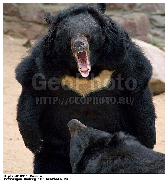 ���������� �������, ��������, ��������, �����, �������, �������, ��������, ��������, �������������, �������������, �����, �����, �������, ������, �������, ������, �������������, XYZ, ��������, Ursidae, ����������� �������, ���������� �������, ׸���� ����������� �������, ׸���� ����������� �������, Ursus thibetanus
