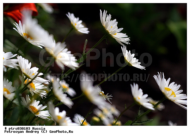 �������� � �������, �����, �����������, ��������, ��������, ������������ �������, �������, �������, ������, ������