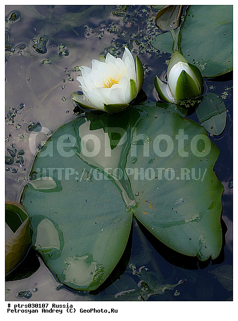 �������� � �������, �����, ������, ����, ������, ����, �������, ��������, ����, ����, ������������ ��������, ��������, ��������, ������������ �������, ���������, �������, ������, ������