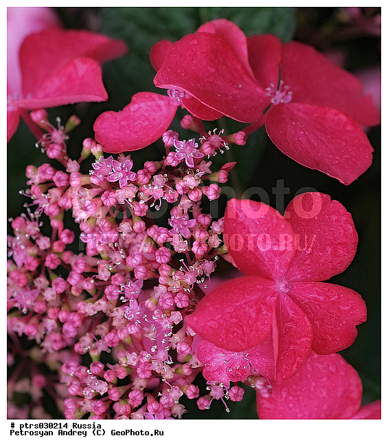 ����� �������, �����, �������, ��������, ��������, �������, �����