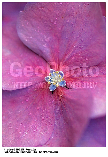 ����� �������, �������, ��������, �����, ��������, ����������, �����