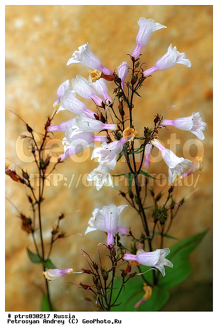 ����� �������, ������, ��������, �����