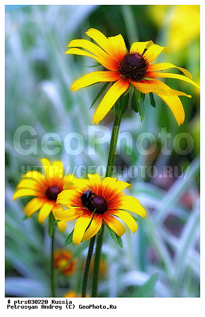 ����� �������, ������, ��������, �����, �����