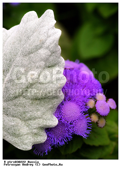 ����� �������, ����, ��������, ����������, �����