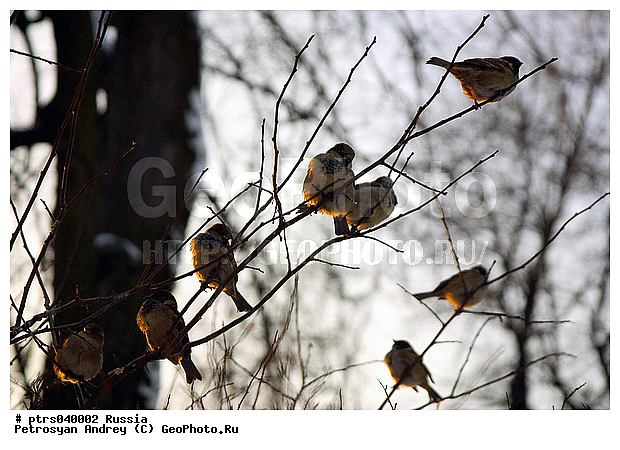 ��������, �����, �����, ����, �����, �����