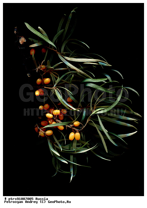 ��������, ���������, ��������, �����, ��������, ������