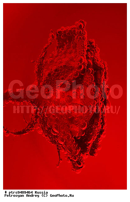 ����������, �����, �������, ����, ������, �����