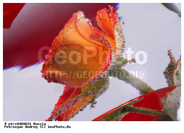 ����������, �����, �������, ����, ������, �����