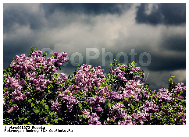 �����, �����, ����, ������