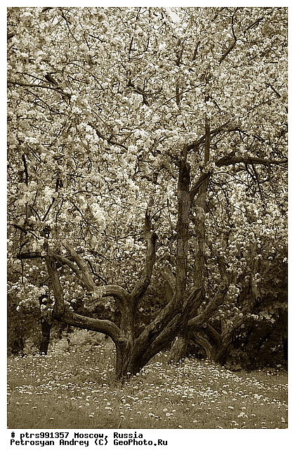 �����������, ������, ������, �, �������, �, ��, �����-�����