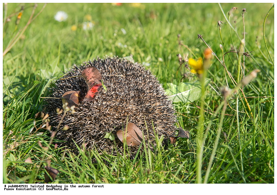 ����, �����, �������������, �����������, �����, ���, ������, ��������, ��������, �������������, �������������, �����, �����, XYZ, ����� ��, ����� ��, ��������� ��, ��������� ��, ���������� ��, ���������� ��, Erinaceus roumanicus, Erinaceus concolor roumanicus