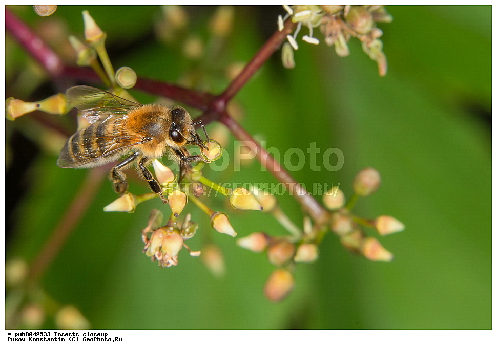 ���������, ��������, ������� ����, ��������������, �������������, ��������������