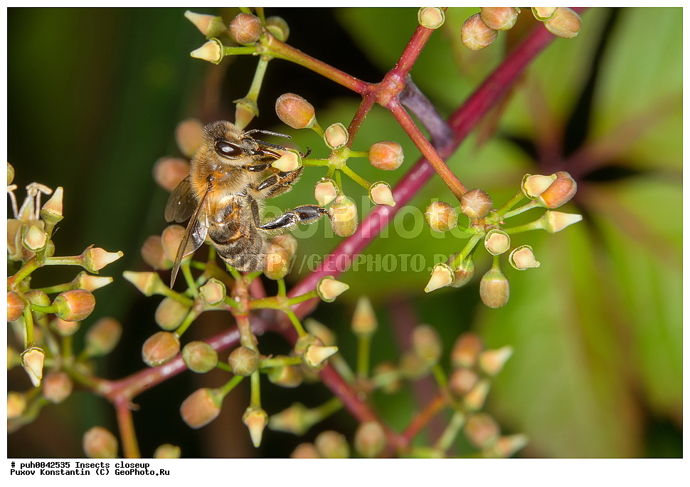 ���������, ��������, ������� ����, ��������������, �������������, ��������������